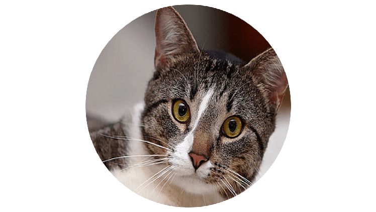 مسمومیت گربه با ویتامین D