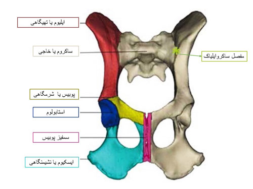 آناتومی لگن