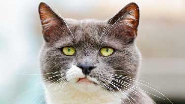 زخم قرنیه گربه چشم زرد